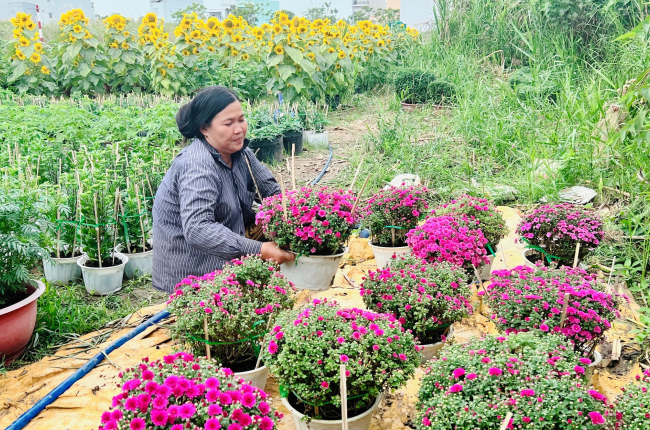 Hoa kiểng, trái cây: Khách chuộng hàng mới, lạ