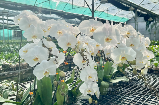 Lan hồ điệp Sài Gòn ngược đường lên bán ở xứ hoa Lâm Đồng