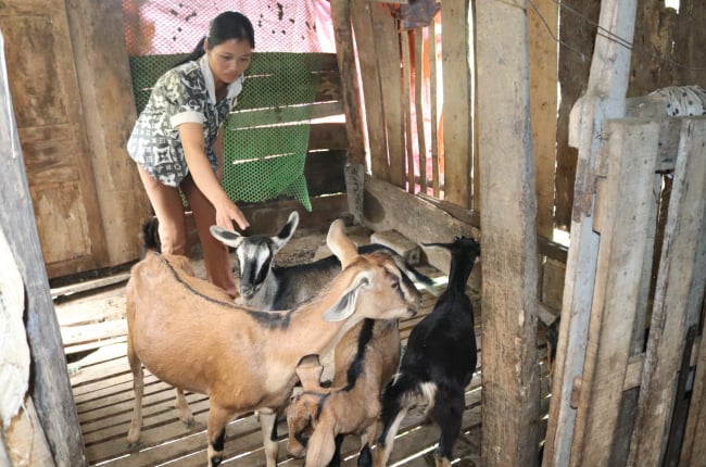 Chuyển đổi cơ cấu cây trồng, vật nuôi giúp nông dân một xã 135 ở Hòa Bình có thu nhập tốt hơn