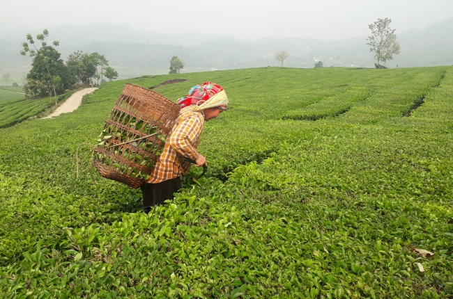 Lai Châu: Hỗ trợ nông dân chuyển đổi cơ cấu cây trồng vật nuôi, xây dựng nông thôn mới