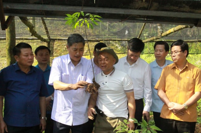 8 giờ 30 sáng nay (22/12) diễn ra Gala sâm Ngọc Linh trên đất Sơn La 