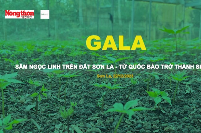 Sáng nay sẽ diễn ra Gala 'Sâm Ngọc Linh trên đất Sơn La - Từ Quốc bảo trở thành sinh kế' 