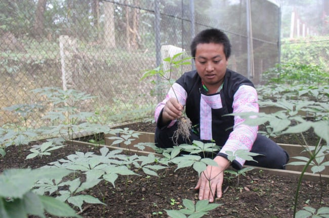 Sâm Ngọc Linh bén rễ trên đất Sơn La giúp đồng bào dân tộc Mông thoát nghèo