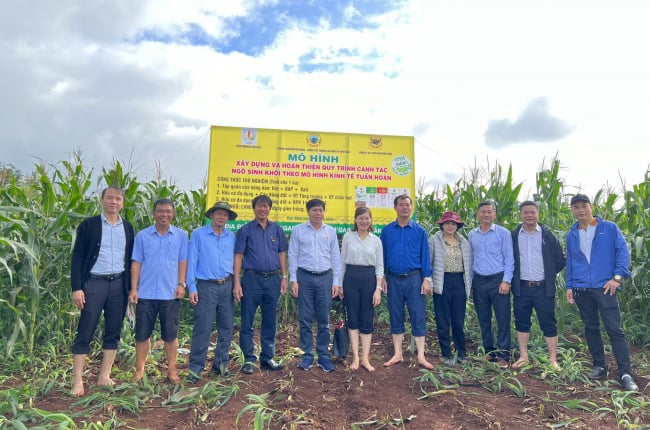 Trồng ngô sinh khối giúp nông dân giảm lượng phân, lợi về kinh tế