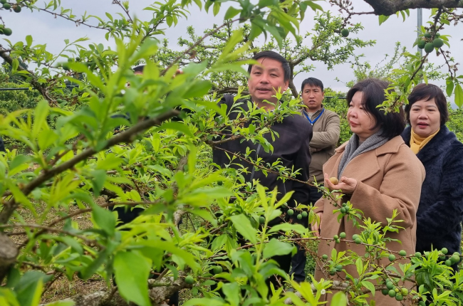 Phó Chủ tịch TƯ Hội NDVN Cao Xuân Thu Vân khảo sát mô hình trồng cây ăn quả tại Sơn La