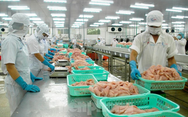 Nhiều mặt hàng thủy sản xuất khẩu bất ngờ lao dốc