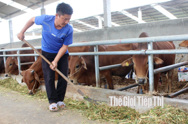 Tận dụng phụ phẩm nông nghiệp, không lo giá phân bón tăng cao