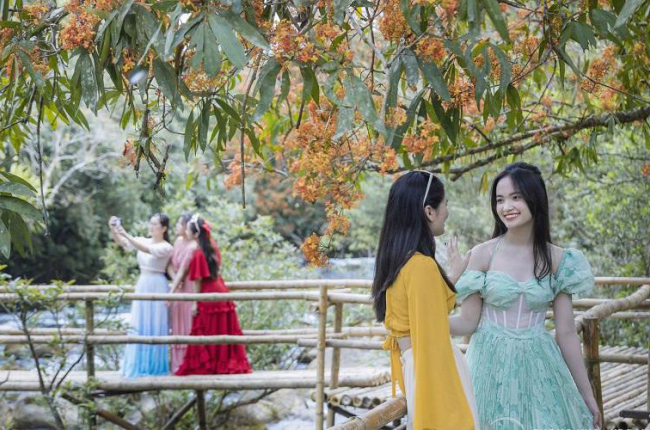 Hoa Vô Ưu mùa nở rộ