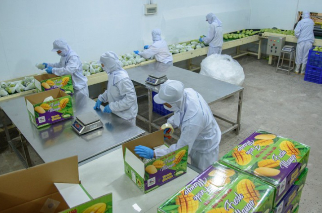 Châu Âu, Mỹ, Nhật muốn mua xoài ngon của Việt Nam
