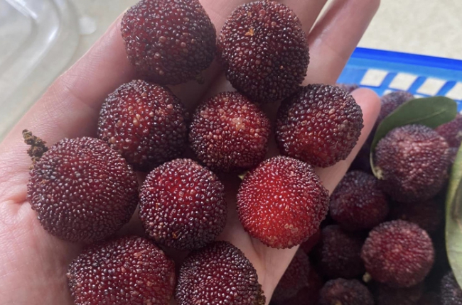 Thanh mai Trung Quốc giá hơn 200.000 đồng/kg, nhập không kịp bán