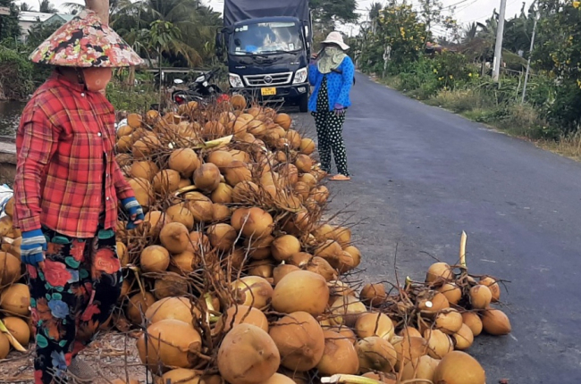 Dừa xiêm hút hàng, tăng giá dịp nắng nóng