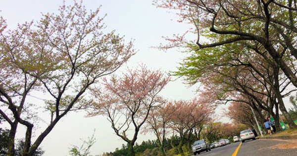 Hạ cánh nơi... Jeju