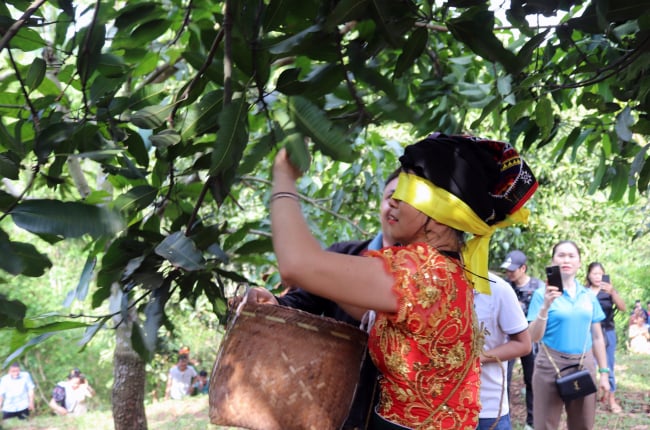 Ngày hội xoài Yên Châu ở Sơn La: Trò chơi 'Bịt mắt bắt xoài' của các cô gái Thái vui ơi là vui