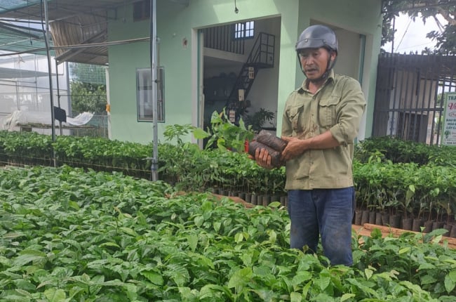 Cây cà phê giống bất ngờ tăng giá ở Đắk Lắk, vì sao vậy?
