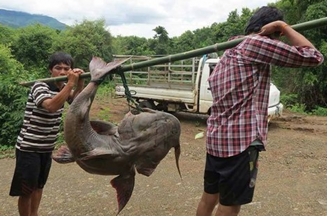 Cá chiên có tiền chưa chắc dễ mua 