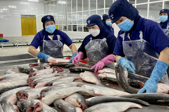 Thủy sản Nam Việt bắt tay Bách Hóa Xanh, bất ngờ khi bán được 600 tấn cá tra chỉ trong 3 tháng