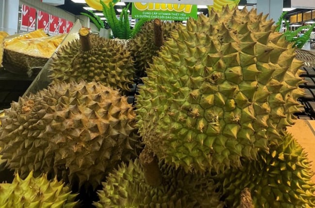 Sầu riêng Monthong xuất khẩu hút hàng đẩy giá tăng cao