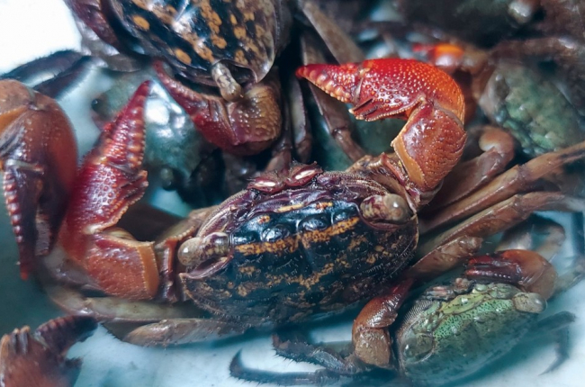 Mùa cáy còng đãi người thành phố