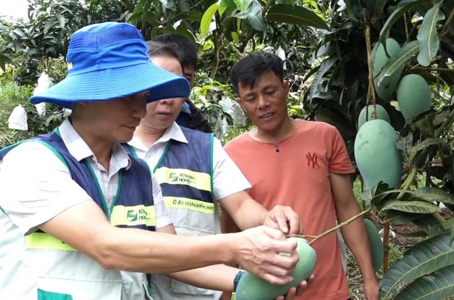 'Thâm canh xoài theo tiêu chuẩn VietGAP', xoài Sơn La khẳng định được chất lượng