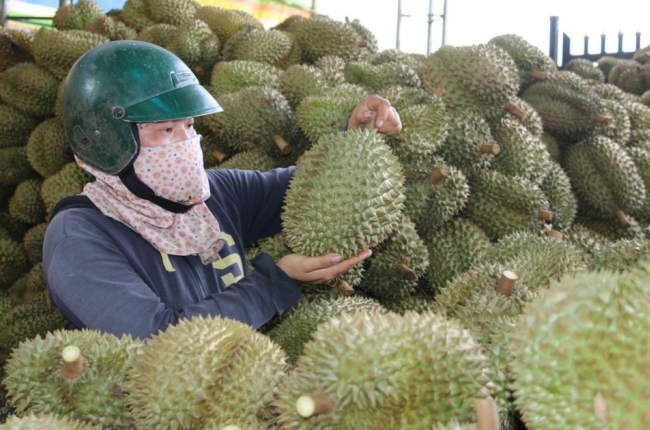 'Cò' đất chuyển hướng sang môi giới sầu riêng ở Tây Nguyên