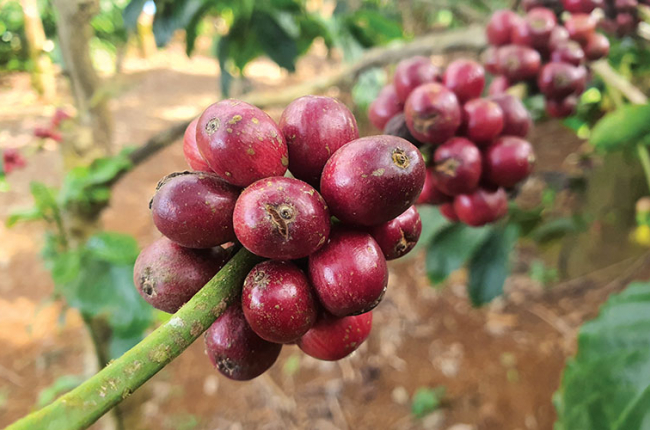 Giá cà phê vụt tăng, Đắk Nông thu mua cà phê với giá tăng cao nhất hôm nay