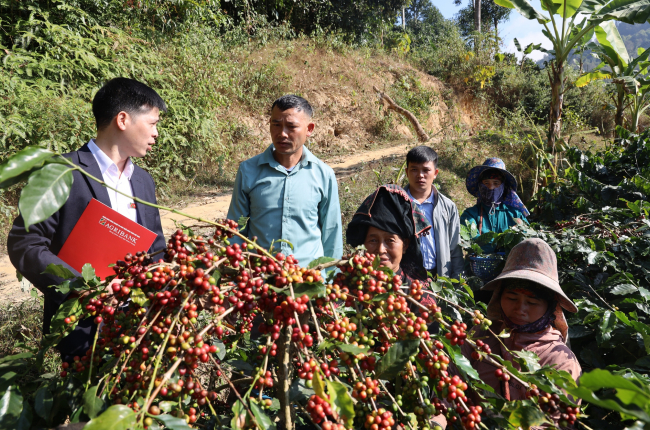 Sử dụng vốn vay Agribank hiệu quả mang lại thu nhập cao cho nông dân Sơn La
