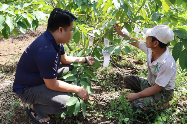 Mai Sơn phát triển sản phẩm OCOP từ thế mạnh nông nghiệp