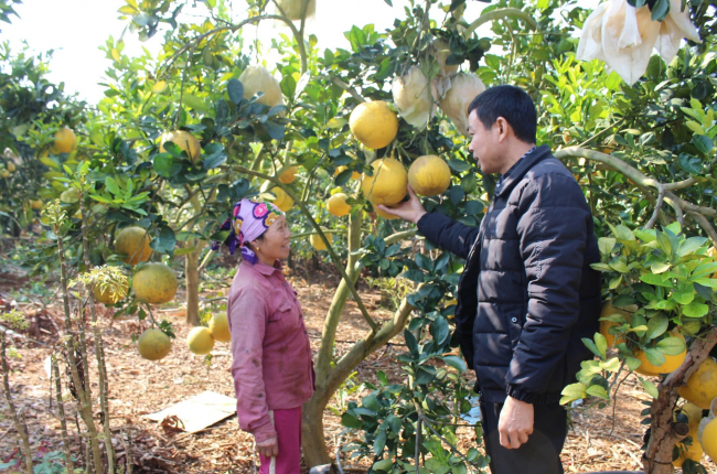 Hát Lót chuyển đổi cơ cấu cây trồng, nâng cao tiêu chí thu nhập trong xây dựng nông thôn mới