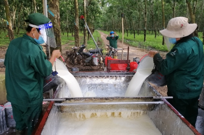 Trung Quốc vẫn là thị trường xuất khẩu cao su lớn nhất của Việt Nam với giá bán tăng mạnh