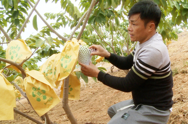 Cây na sầu riêng 'bén rễ' nơi vựa nhãn vùng biên giới Lóng Phiêng