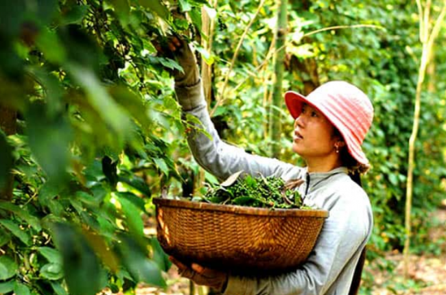 Chỉ còn mỗi Gia Lai có giá tiêu đi lên hôm nay, loạt tỉnh Tây Nguyên lo ngại thời tiết