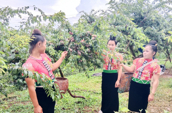 Yên Châu: Phát triển sản phẩm OCOP góp phần xây dựng nông thôn mới