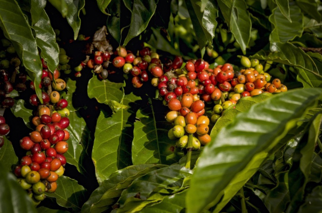 Robusta rời xa ngưỡng 5.000 USD, chạm đáy 3 tuần, cà phê thu mua ở Lâm Đồng giảm mạnh nhất