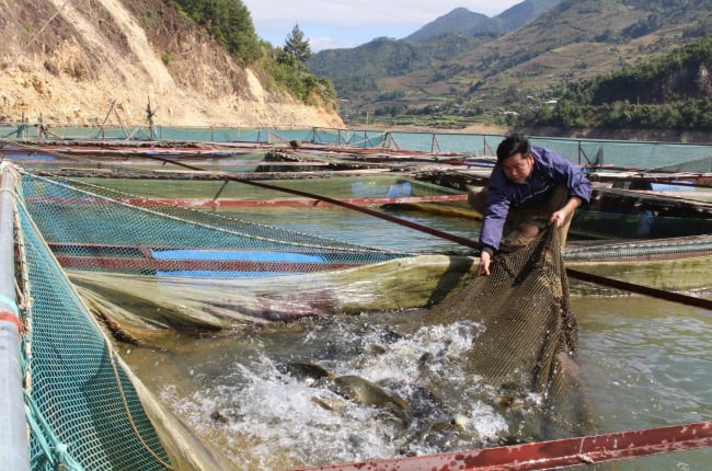 HTX Thủy Sản Ngọc Chiến: Khai thác tiềm năng đặc sản cá chép gù