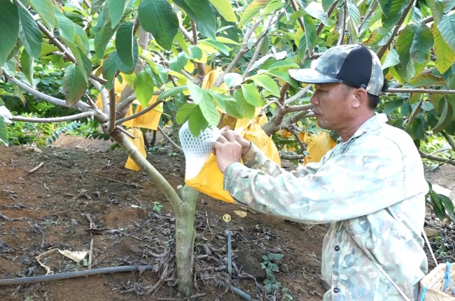 Nông dân Sơn La tập trung phòng trừ sâu bệnh hại cho trên cây ăn quả 