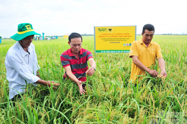 Giá lúa gạo, cà phê lên hương, nông dân và doanh nghiệp phân bón cùng lãi lớn