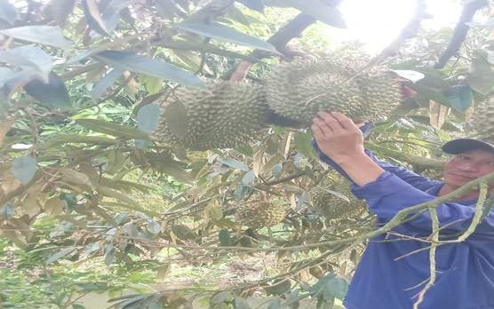 Mạnh dạn chuyển đổi cơ cấu cây trồng, một nông dân Sóc Trăng phát tài nhờ trồng thành công 'cây tiền tỷ'