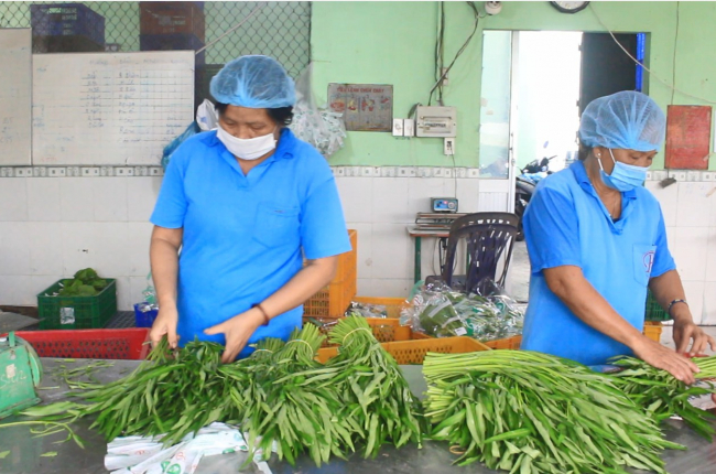 HTX trồng rau gặp khó, TP.HCM triển khai nhiều giải pháp hỗ trợ