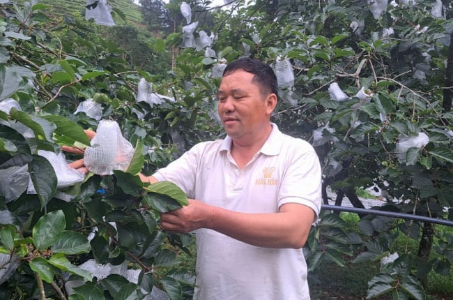 'Mặc áo' cho hồng giòn, quả nào quả nấy khi chín nhẵn mịn như da thiếu nữ, ăn ngọt lừ