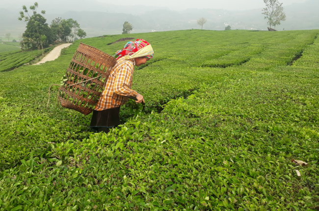 Tân Uyên cần xây dựng vùng chè theo hướng hữu cơ gắn với phát triển du lịch sinh thái