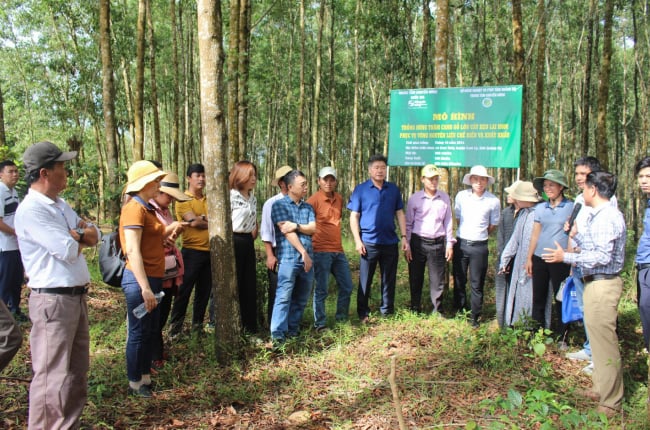 Giữ rừng xanh, nông dân thôn Chênh Vênh ở Quảng Trị chia nhau “tiền tươi”