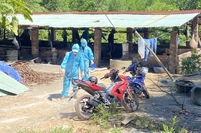 Đà Nẵng khẩn trương khoanh vùng, dập ổ dịch tả lợn châu Phi