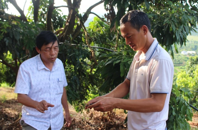 Nông dân Sơn La trồng nhãn chín sớm ra quả ngọt lịm, giá bán gấp đôi chính vụ, là Nông dân Việt Nam xuất sắc