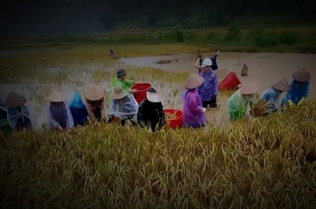 Nông dân Sơn La dầm mình dưới nước gặt lúa trong đêm chạy lũ