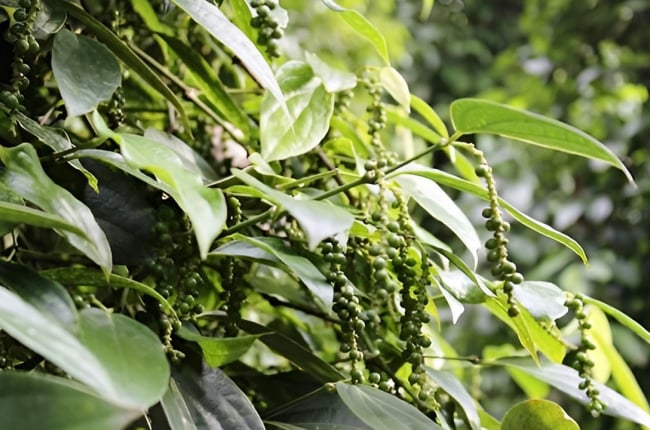 Tồn kho tiêu còn rất ít, giá tiêu vẫn có cơ hội tăng lên