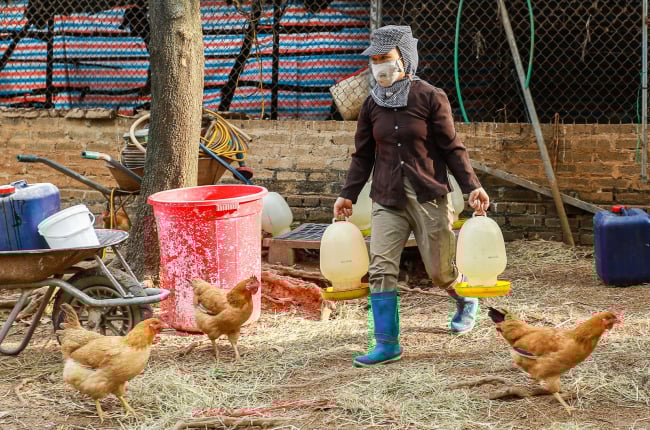Hợp tác xã nuôi gà bằng thảo dược, bán hàng online trên các trang mạng xã hội thu cả tỷ đồng mỗi năm