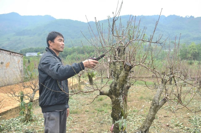 Trồng cây cảnh cổ thụ, vườn toàn cây to bự, một nông dân Hòa Bình giàu có hẳn lên