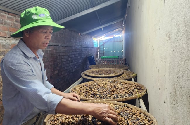 Nuôi con động vật hoang dã này để 'nhả' ra thứ 'hạt vàng', ông nông dân Lâm Đồng bán đắt hàng