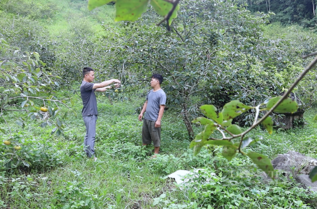 Quyết định 517 của Thủ tướng Chính phủ sẽ giúp nông dân Sơn La nâng cao hiểu biết về kinh tế nông nghiệp