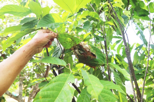 Lạ mà hay ở Lâm Đồng: Để kiến vàng làm tổ dày đặc trên cây, vườn ca cao sạch rệp hại, cho quả to đẹp